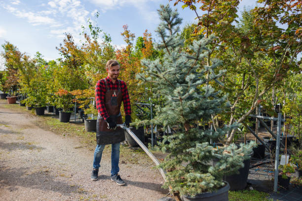 How Our Tree Care Process Works  in  Herscher, IL